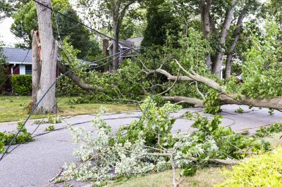 Fallen Tree Debris